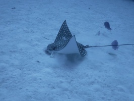 025 Eagle Ray IIMG 5772